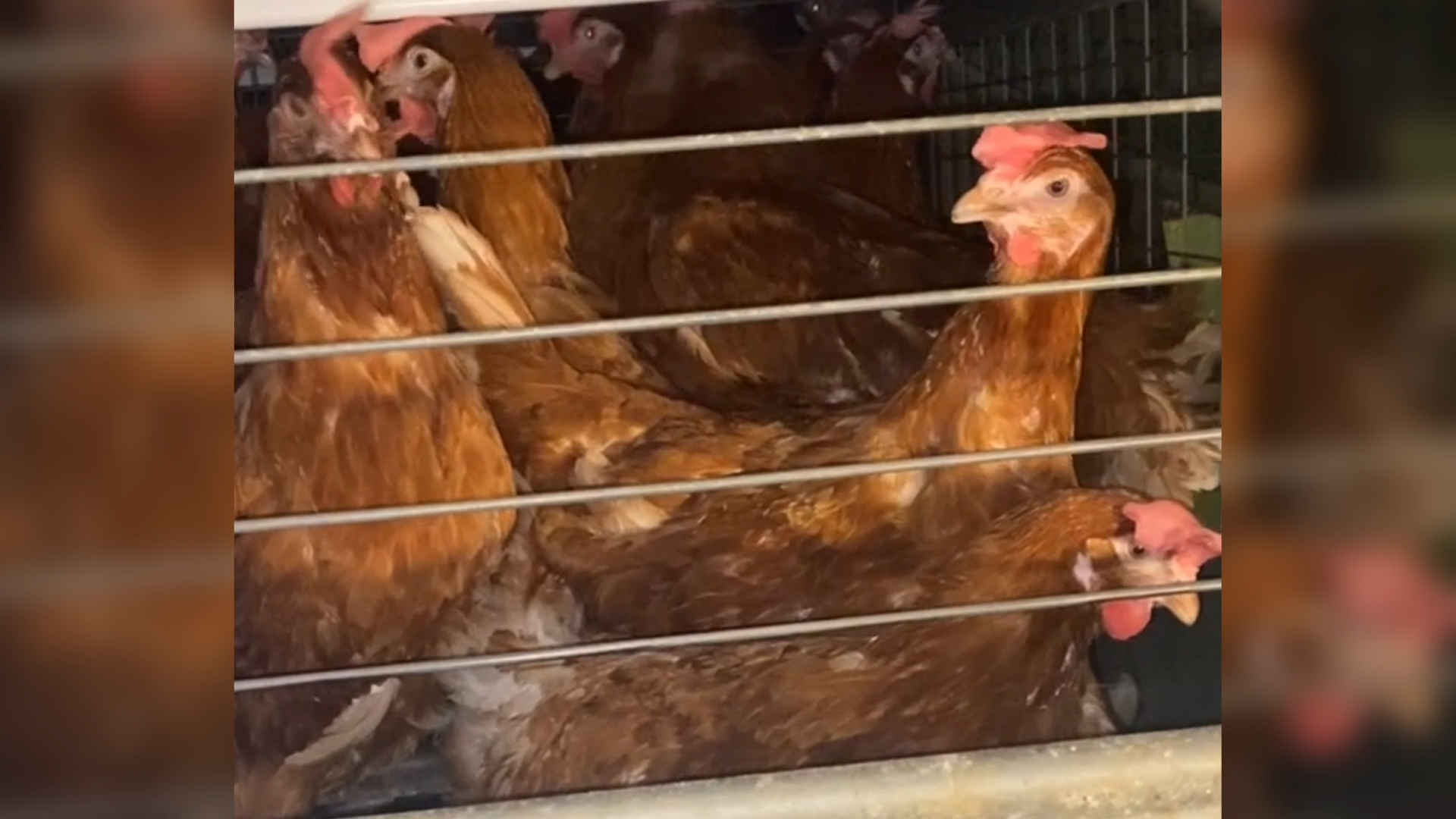 Battery Cage Photo 3 - Animal Cruelty