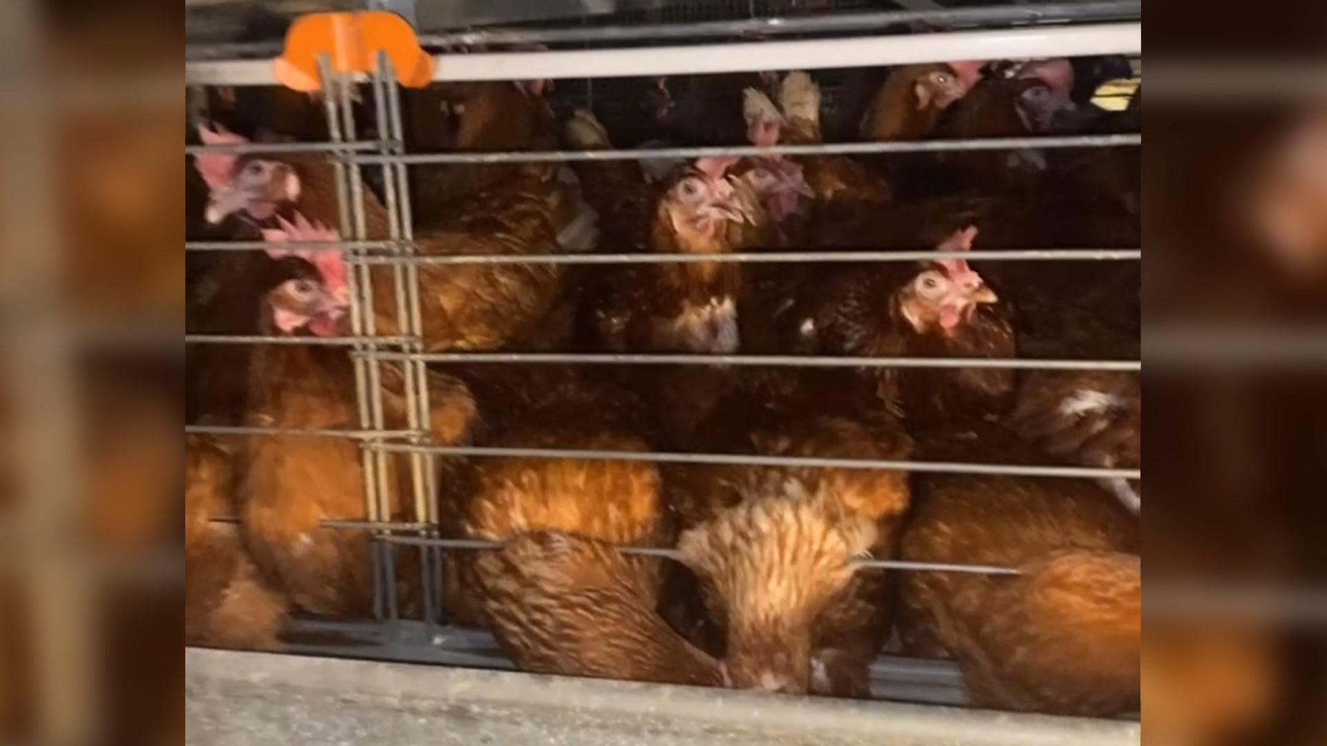 Battery Cage Photo 2 - Dirty