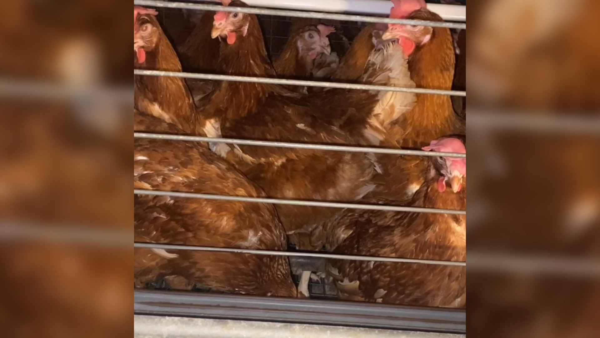 Battery Cage Photo 1 - Battery Cages