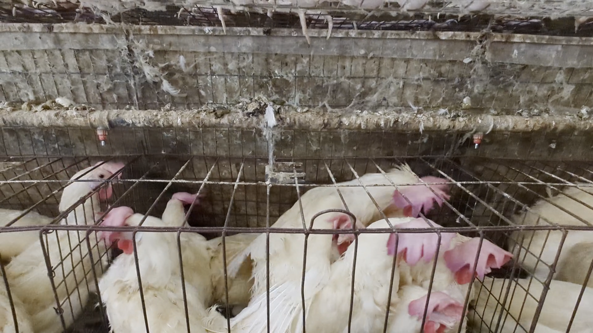 Battery Cage Photo 2 - Dirty