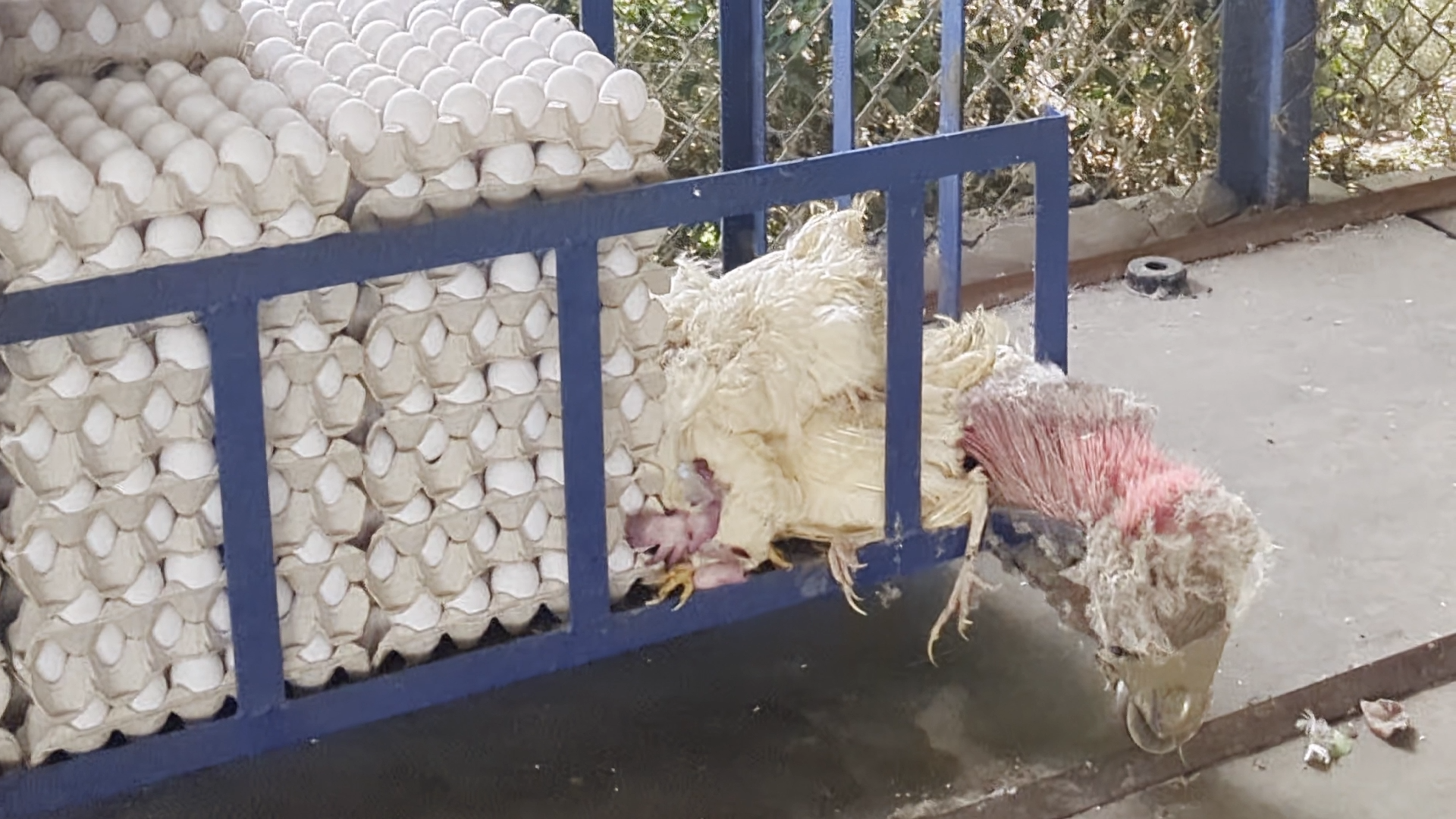 Battery Cage Photo 3 - Animal Cruelty