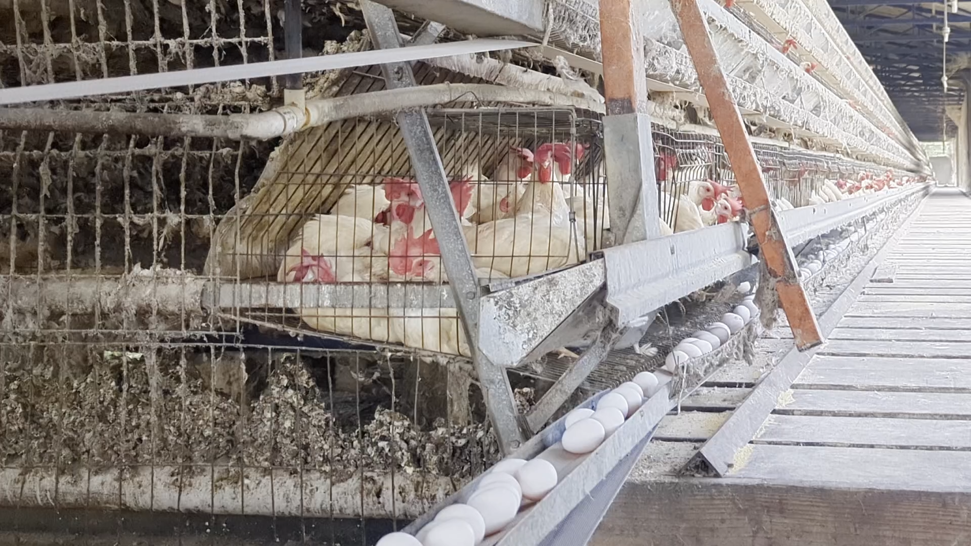 Battery Cage Photo 1 - Battery Cages